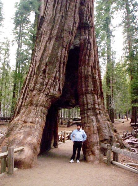 Файл:CaliforniaTree.jpg