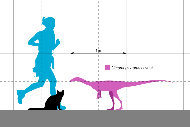Файл:Chromogisaurus Scale.svg