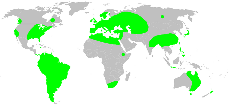 Файл:Distribution.pholcus.phalangioides.1.png