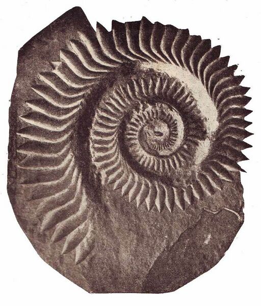 Файл:Helicoprion Bessonovi2.jpg