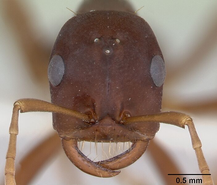 Файл:Polyergus samurai casent0173324 head 1.jpg