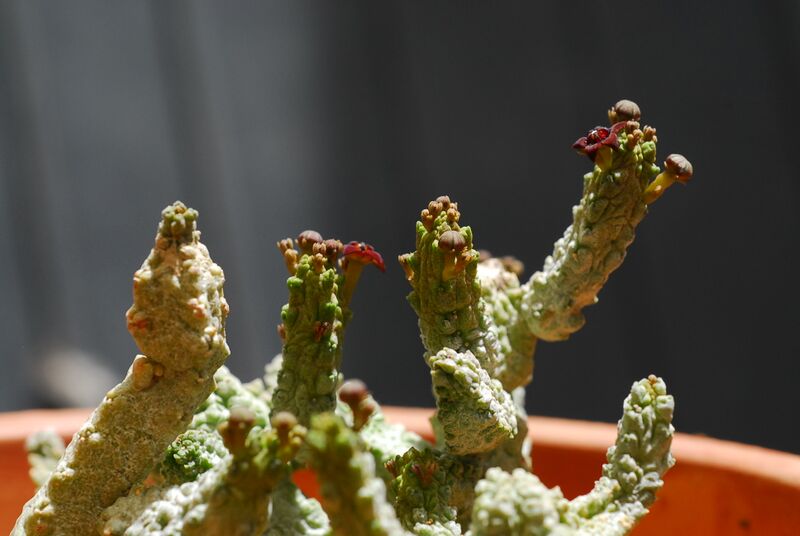 Файл:Pseudolithos dodsonianus.JPG