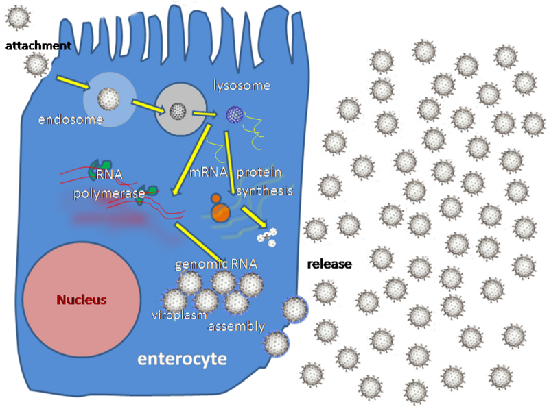Файл:Rotavirus replication.png