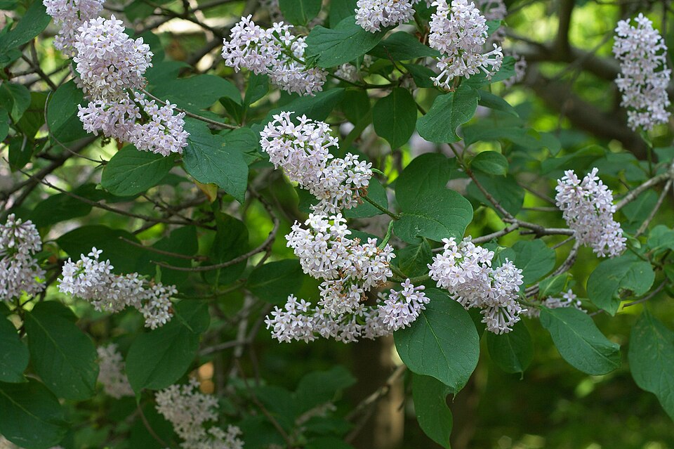 Файл:Syringa wolfii.jpg