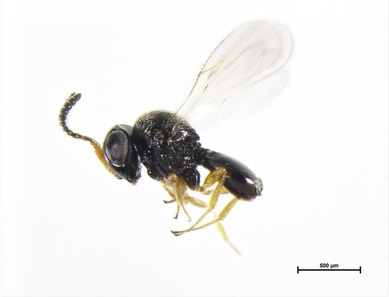 Файл:Trissolcus basalis lateral.jpg