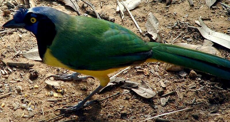 Файл:Inca Jay - Ávila.jpg