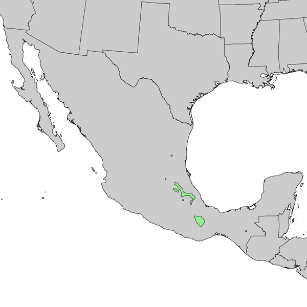 Файл:Pinus patula range map 1.png