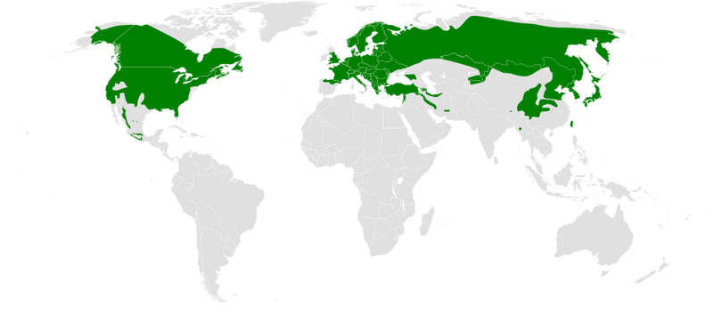 Файл:Poecile distribution map.png