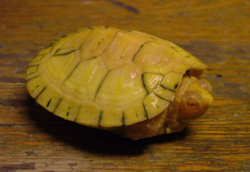 Файл:Trachemys scripta elegans albina 2.jpg