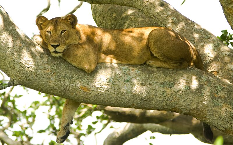 Файл:Tree lion.jpg