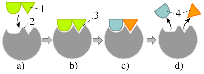 Файл:Two substrates b-int.svg