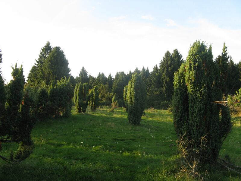 Файл:Wacholderheide Westernohe.JPG