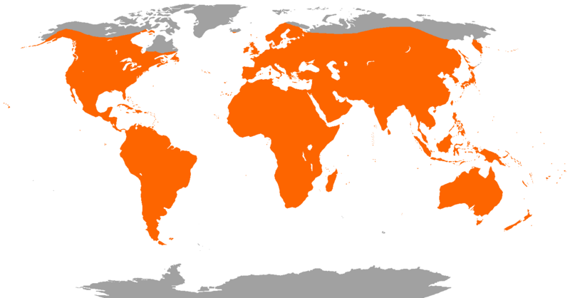 Файл:Bat range.png