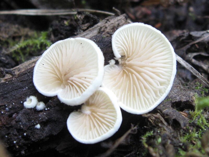 Файл:Crepidotus versutus.JPG