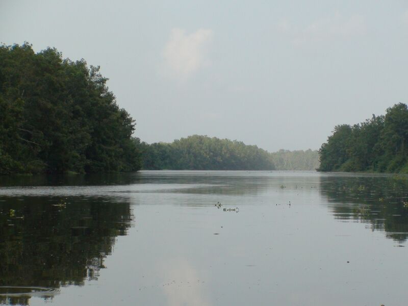 Файл:Delta del Orinoco 110514-22.JPG