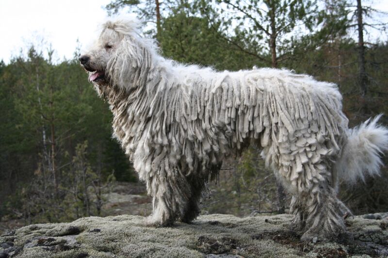 Файл:Komondor IMG 0329.JPG