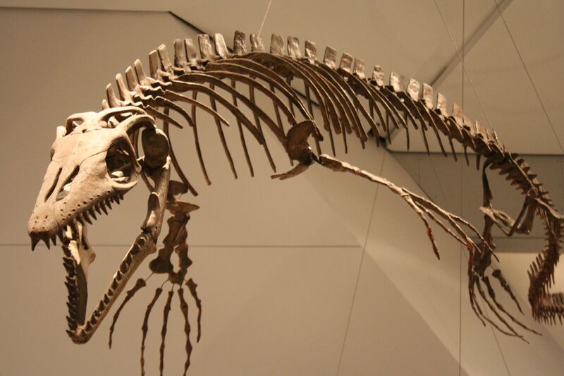 Файл:Platecarpus ROM.jpg