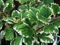 Plectranthus coleoides