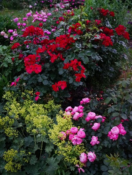 Файл:Rosa-'Leonardo-da-Vinci'-+-Rosa-'Robusta'.jpg
