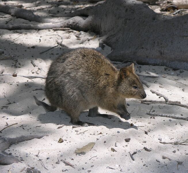 Файл:Rottnest Quokka 2004 SeanMcClean.jpg