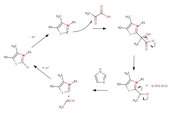 Файл:Thiazolium.Ilyde.Pyruvate.Decarboxylation.Catalysis.svg