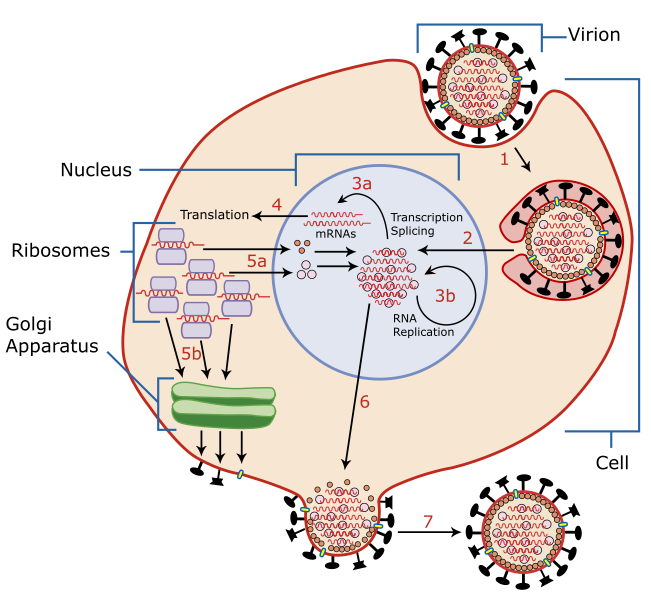 Файл:Virus Replication large.svg