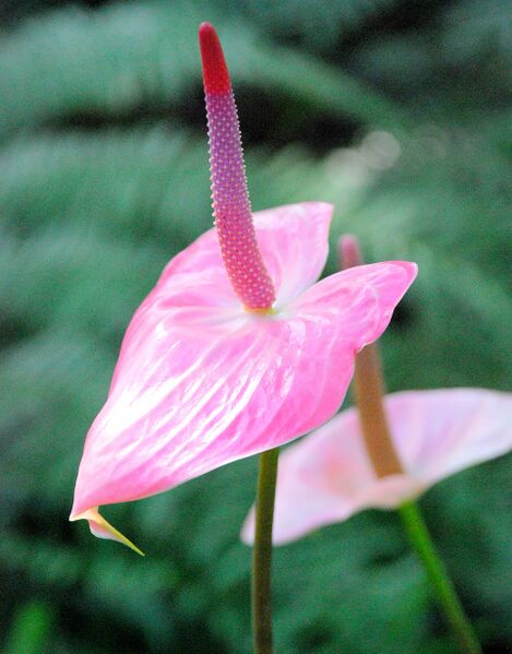 Файл:Flamingo Flower.JPG