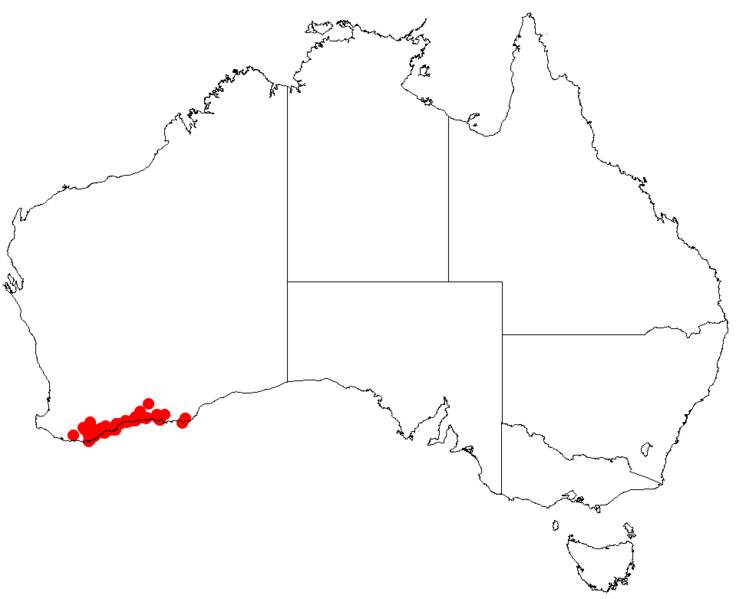 Файл:Hakea denticulataDistMap37.png