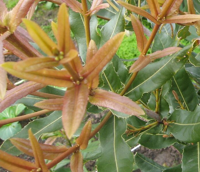 Файл:Macadamia Maroochy.JPG