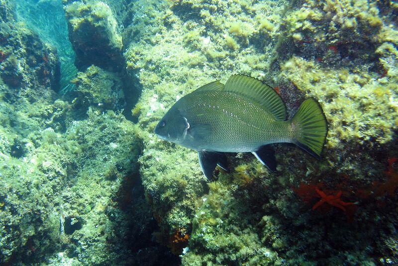 Файл:Poisson-Corb.jpg