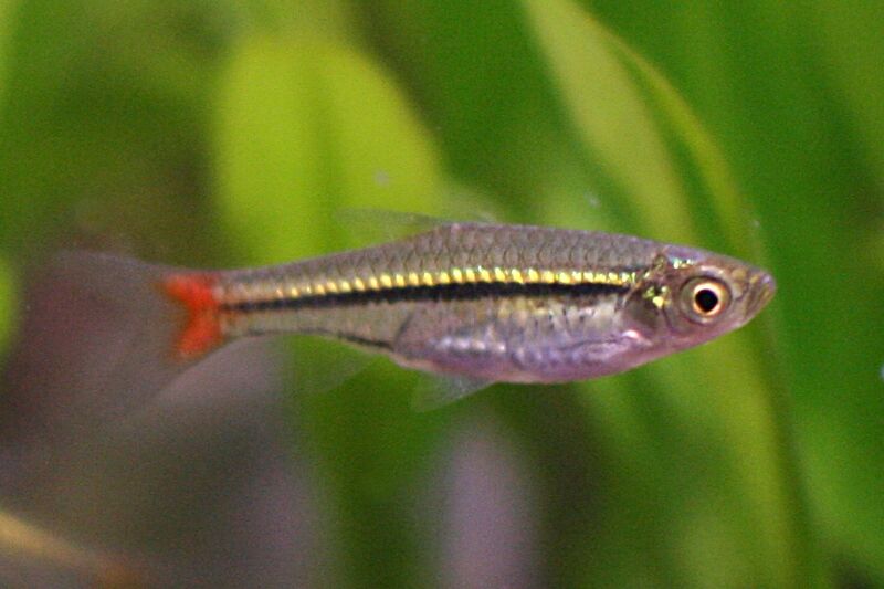 Файл:Rasbora borapetensis.jpg
