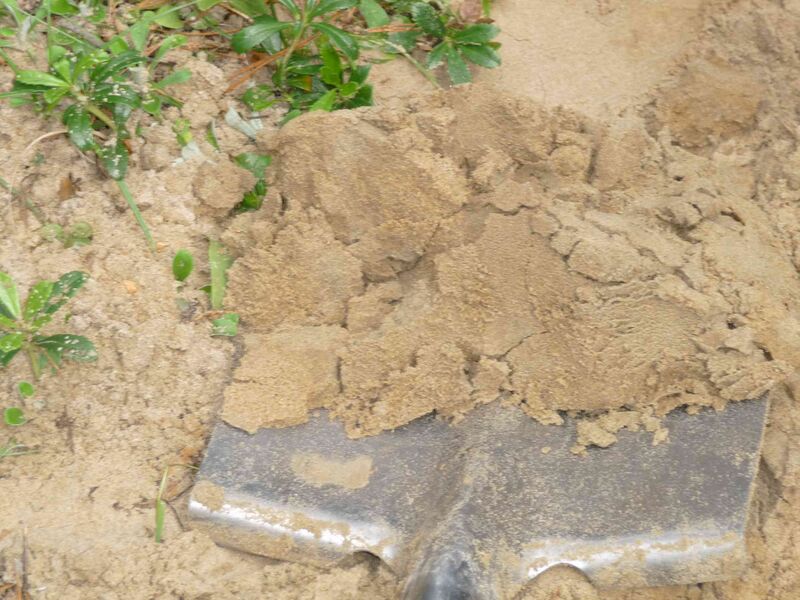 Файл:Sandy loam.JPG