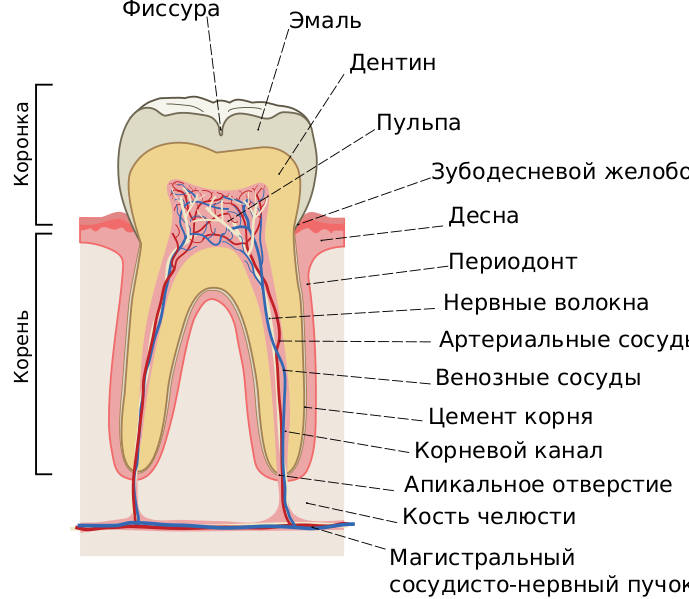 Файл:Cross sections of teeth ru.svg