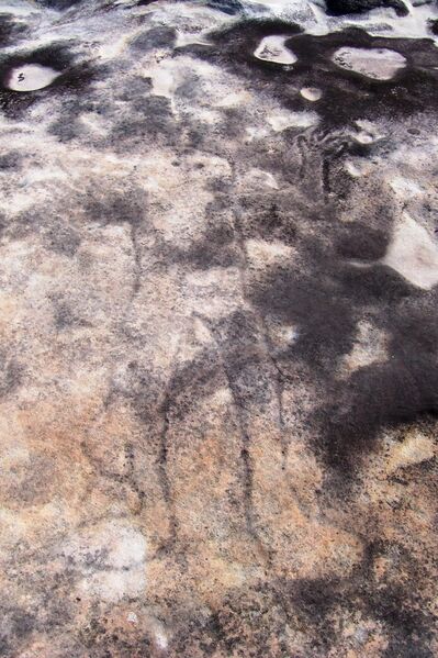 Файл:Ku-ring-gai Chase - petroglyph.jpg