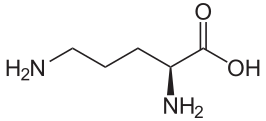 Файл:L-Ornithin2.svg