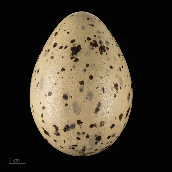 Файл:Larus hyperboreus MHNT.ZOO.2010.11.127.5.jpg