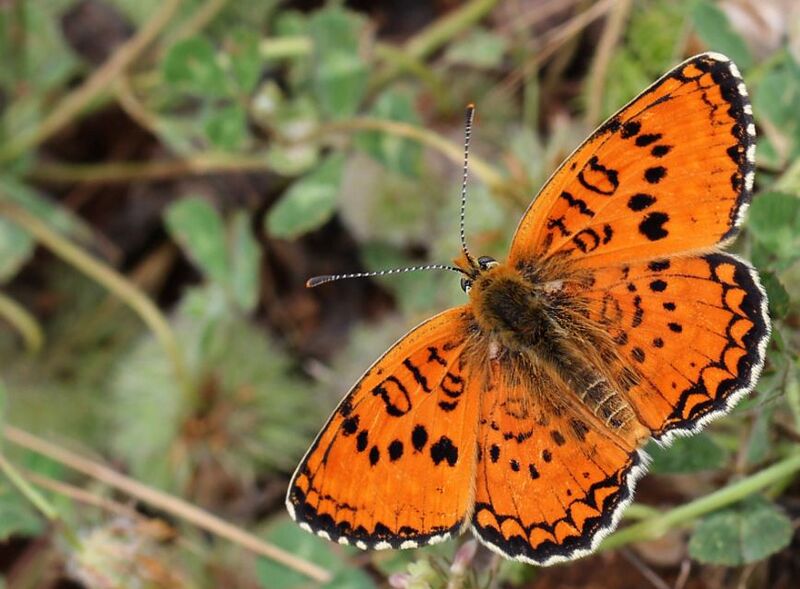 Файл:Melitaea arduinna - Freyer's fritillary.JPG