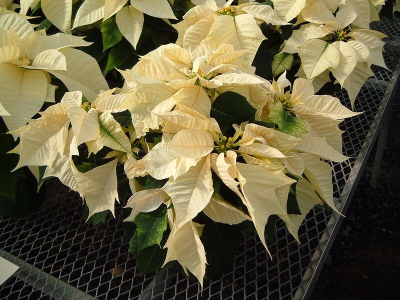 Файл:Pointsettia 3.JPG