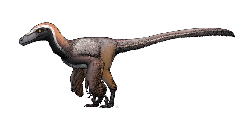 Файл:Pyroraptor olympius reconstruction.png
