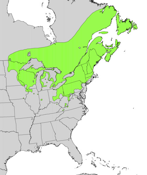Файл:Taxus canadensis range map.png