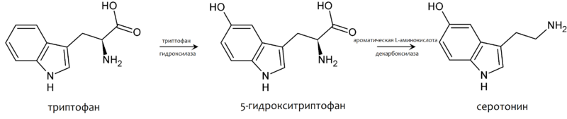 Файл:Trp-5ht-pathway-ru.png