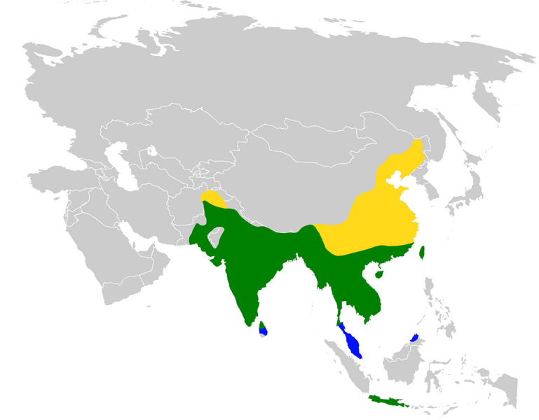 Файл:Dicrurus macrocercus distribution map.png