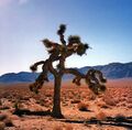 Yucca brevifolia