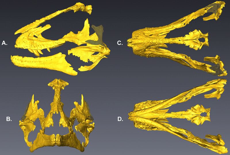 Файл:Lythronax 3D reconstruction.jpg