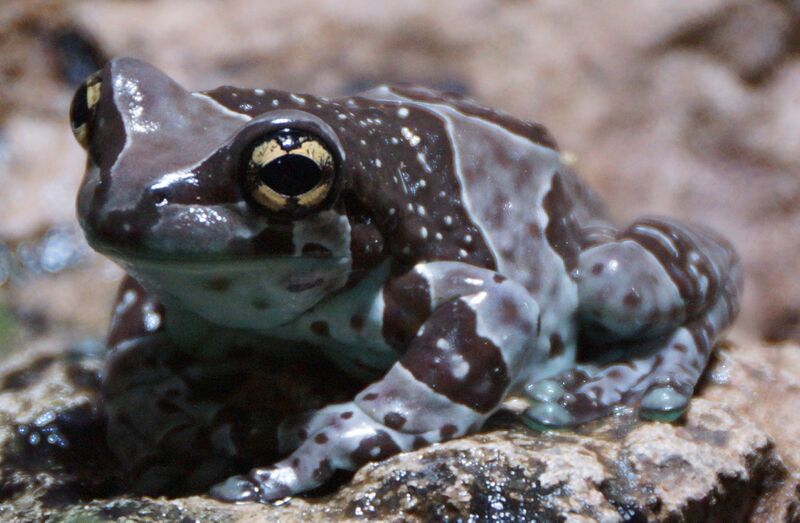 Файл:Milk Frog.JPG