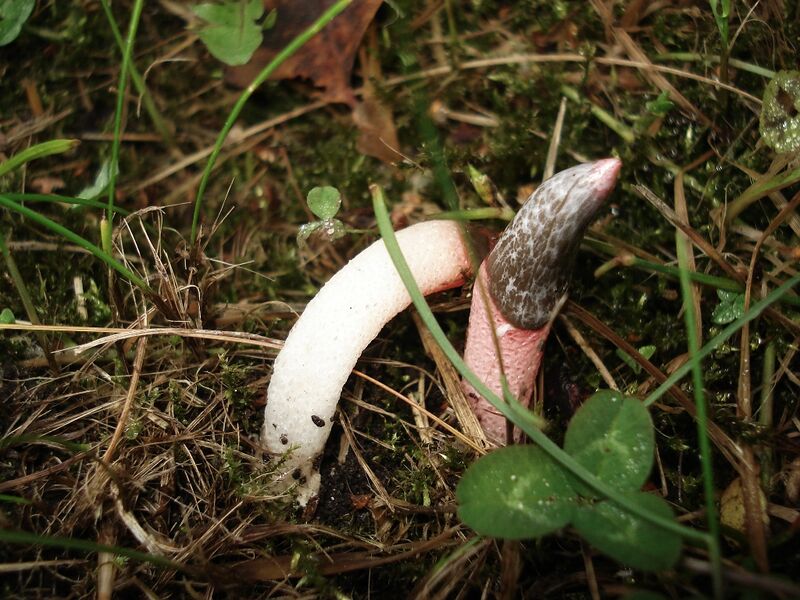 Файл:Mutinus caninus 02.JPG