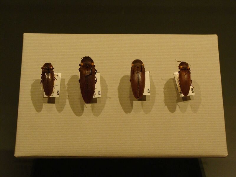 Файл:Pyrophorus luminosus.JPG