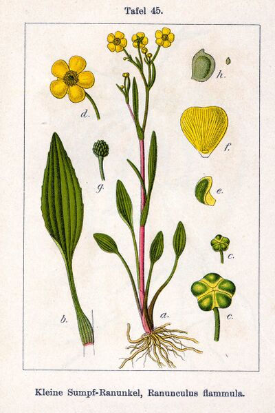 Файл:Ranunculus flammula Sturm45.jpg