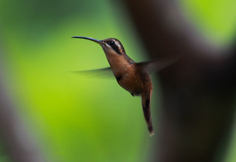 Файл:Reddish Hermit.JPG