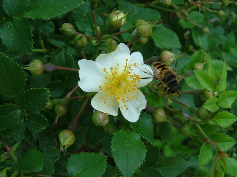 Файл:Rosa multiflora buds.jpg